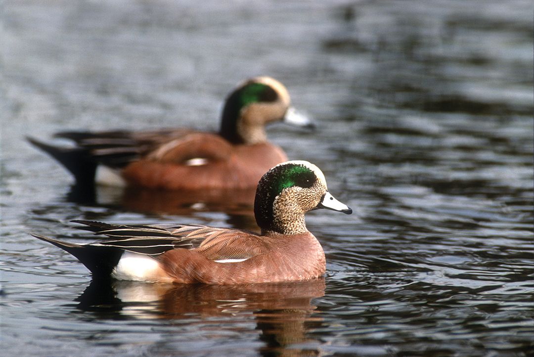 Wigeon are quite colorful when compared to mallards.